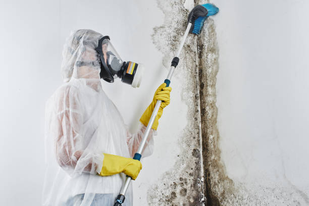 Best Mold Remediation for Specific Building Types in Westover, AL