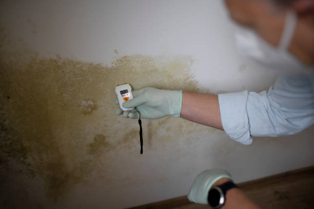 Best Basement Mold Remediation in Westover, AL