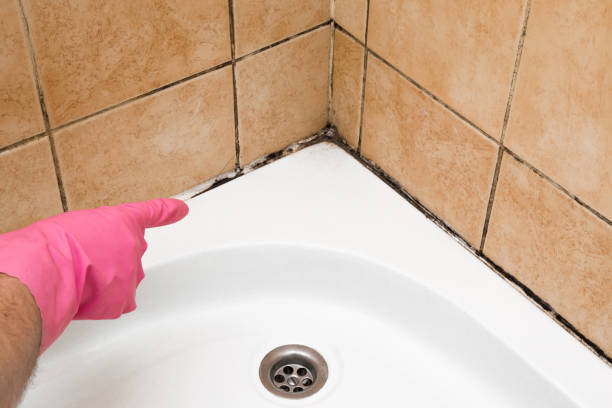 Best Commercial Mold Remediation in Westover, AL